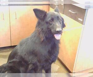 German Shepherd Dog Dogs for adoption in Sacramento, CA, USA