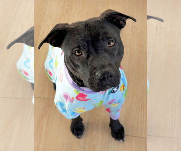Medium Photo #5 American Pit Bull Terrier-Unknown Mix Puppy For Sale in Rockaway, NJ, USA