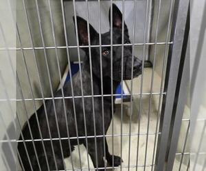 German Shepherd Dog Dogs for adoption in Bakersfield, CA, USA
