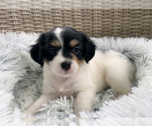 Maltipoo Puppy for Sale in SOUTHWICK, Massachusetts USA