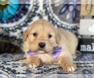 Golden Retriever Puppy for sale in LANCASTER, PA, USA