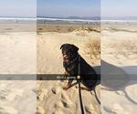 Small Photo #11 Rottweiler Puppy For Sale in NIPOMO, CA, USA