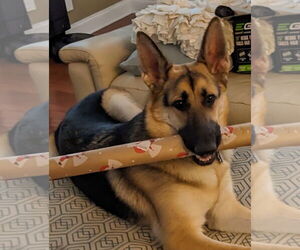 German Shepherd Dog Dogs for adoption in Holly Hill, SC, USA