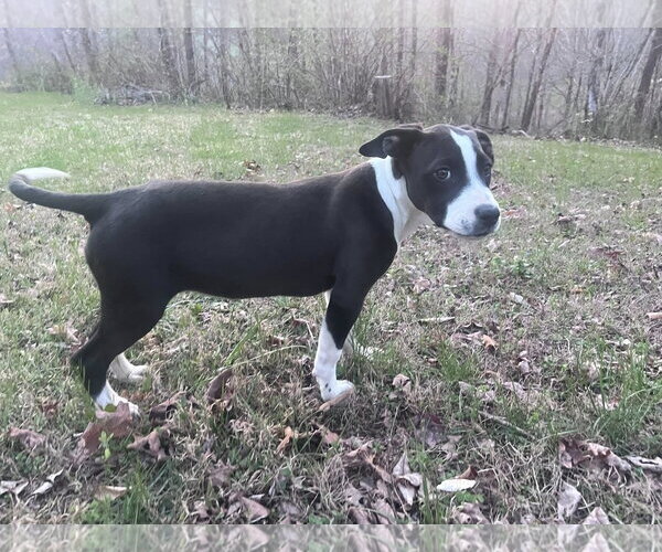 Medium Photo #4 Mutt Puppy For Sale in Hinton, WV, USA