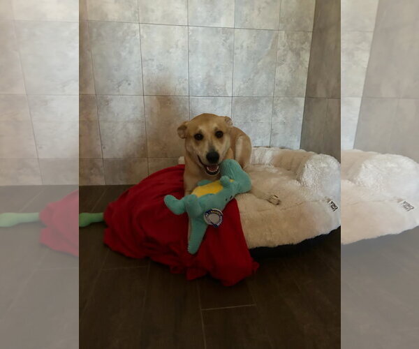 Medium Photo #18 Labrador Retriever-Unknown Mix Puppy For Sale in Oakhurst, NJ, USA