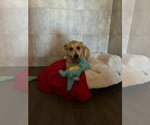 Small #17 Labrador Retriever Mix