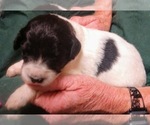 Small Photo #2 Pyredoodle Puppy For Sale in MARION, TX, USA