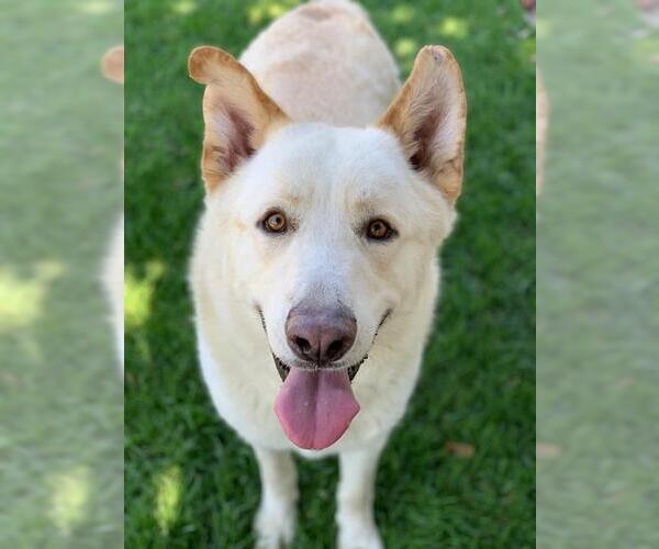 Medium Photo #2 German Shepherd Dog Puppy For Sale in Riverside, CA, USA