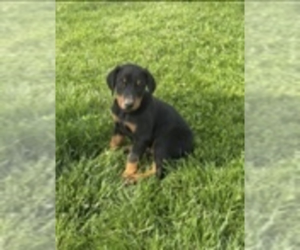 Medium Photo #5 Doberman Pinscher Puppy For Sale in BROOKFIELD, MO, USA