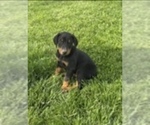 Small #4 Doberman Pinscher