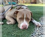 Small American Pit Bull Terrier Mix