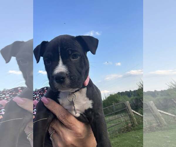Medium Photo #5 Mutt Puppy For Sale in Holly Springs, NC, USA