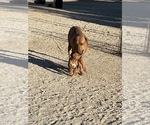 Small Photo #20 Rhodesian Ridgeback Puppy For Sale in MORONGO VALLEY, CA, USA