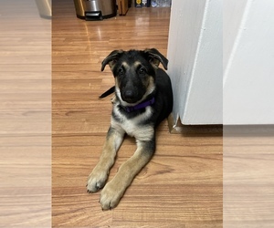 German Shepherd Dog Puppy for sale in MARSHALL, MO, USA