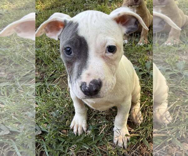 Medium Photo #1 Staffordshire Bull Terrier-Unknown Mix Puppy For Sale in pomfret, CT, USA