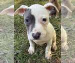 Small Staffordshire Bull Terrier Mix