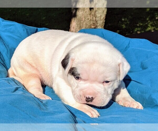 Medium Photo #21 American Bulldog Puppy For Sale in MILLS RIVER, NC, USA