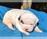 Small Photo #21 American Bulldog Puppy For Sale in MILLS RIVER, NC, USA