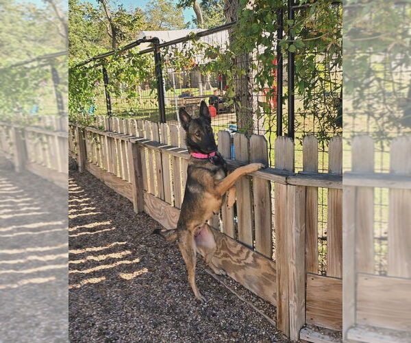 Medium Photo #3 German Shepherd Dog Puppy For Sale in Houston, TX, USA