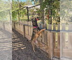 Small #2 German Shepherd Dog