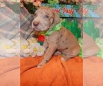 Small Photo #112 Great Dane Puppy For Sale in SPRAGGS, PA, USA