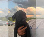 Small #2 Labrador Retriever