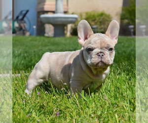 Medium French Bulldog