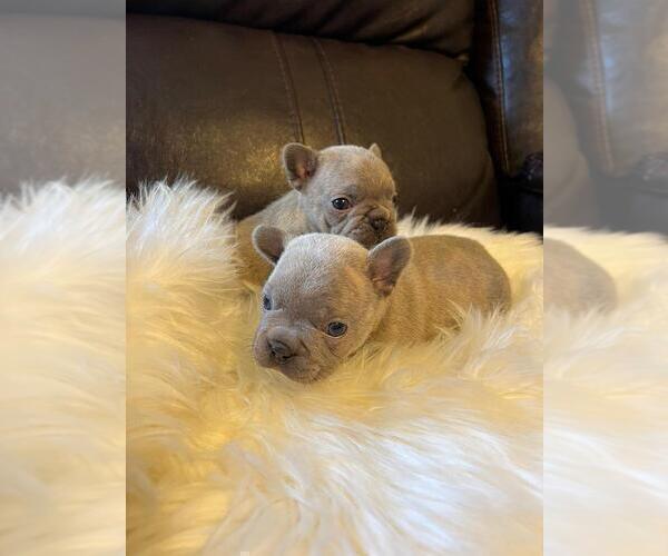 Medium Photo #8 French Bulldog Puppy For Sale in BALDWIN PARK, CA, USA