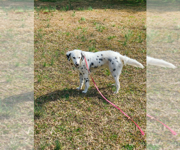 Medium Photo #1 Dalmatian Puppy For Sale in LINCOLNTON, GA, USA