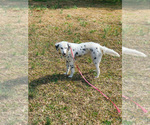 Small Photo #1 Dalmatian Puppy For Sale in LINCOLNTON, GA, USA
