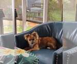 Small #2 Mutt