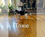 Puppy Trixie Beagle