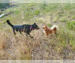 Small #3 Labrador Retriever Mix
