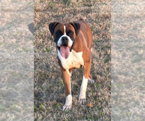 Medium Photo #1 Boxer Puppy For Sale in JOHNSON, NE, USA