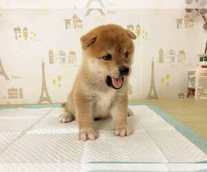 Shiba Inu Puppy for sale in MANHATTAN, NY, USA