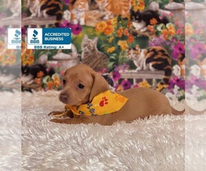 Dachshund Puppy for sale in WINNSBORO, LA, USA