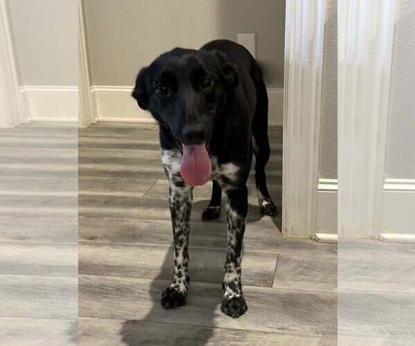 Medium Photo #9 Collie-Labrador Retriever Mix Puppy For Sale in Rockaway, NJ, USA