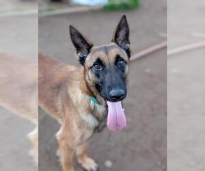 Mutt Dogs for adoption in Sacramento, CA, USA