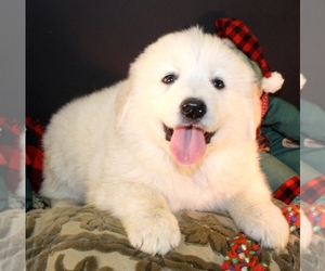 Great Pyrenees-Maremma Sheepdog Mix Puppy for sale in COTTAGE GROVE, OR, USA