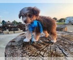 Small #1 Miniature Australian Shepherd-Poodle (Toy) Mix