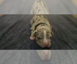 Small Photo #4 American Bully Puppy For Sale in KISSIMMEE, FL, USA