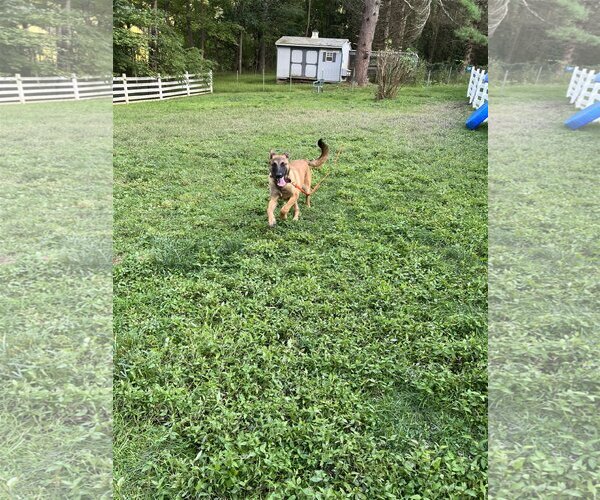 Medium Photo #5 Mutt Puppy For Sale in Stevens Point, WI, USA