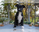 Small Border Collie-Boxer Mix
