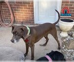 Small #10 Great Dane