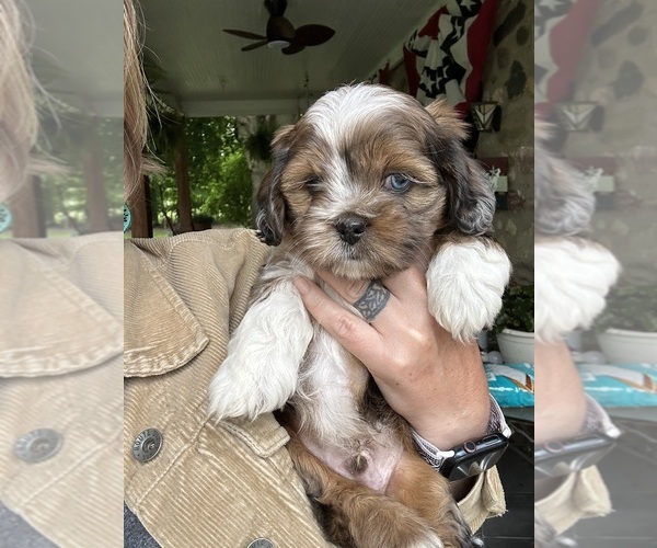 Medium Photo #7 Schweenie Puppy For Sale in BATTLE CREEK, MI, USA