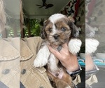 Small #6 Schweenie