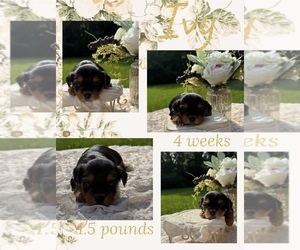 Yorkshire Terrier Puppy for sale in NACOGDOCHES, TX, USA