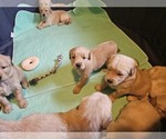 Small #3 Golden Retriever