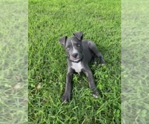 American Pit Bull Terrier Puppy for sale in FLORESVILLE, TX, USA