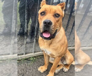 Mutt Dogs for adoption in Riverside, CA, USA